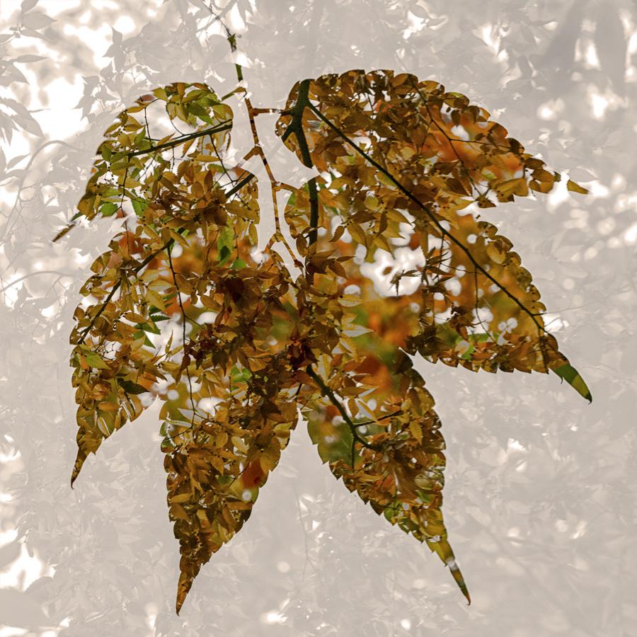 Patrice Guyot - Dentelles d'automne