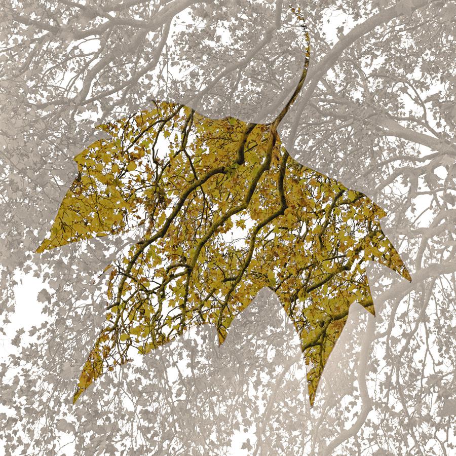 Patrice Guyot - Dentelles d'automne