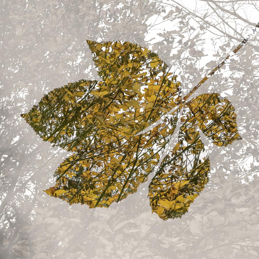 Patrice Guyot - Dentelles d'automne