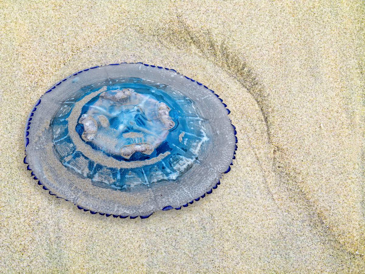 Philippe Tschambser - Transparence sur la plage