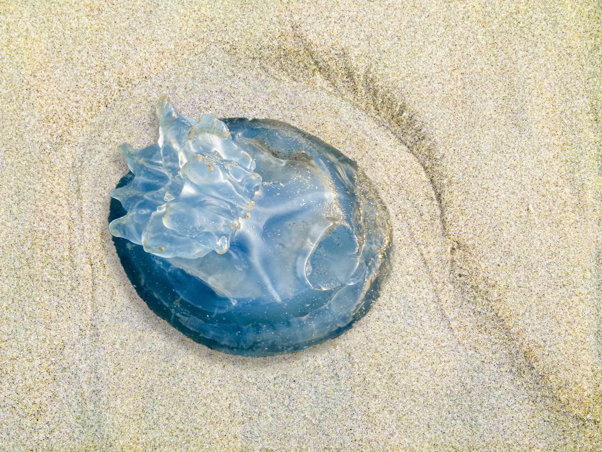 Philippe Tschambser - Transparence sur la plage