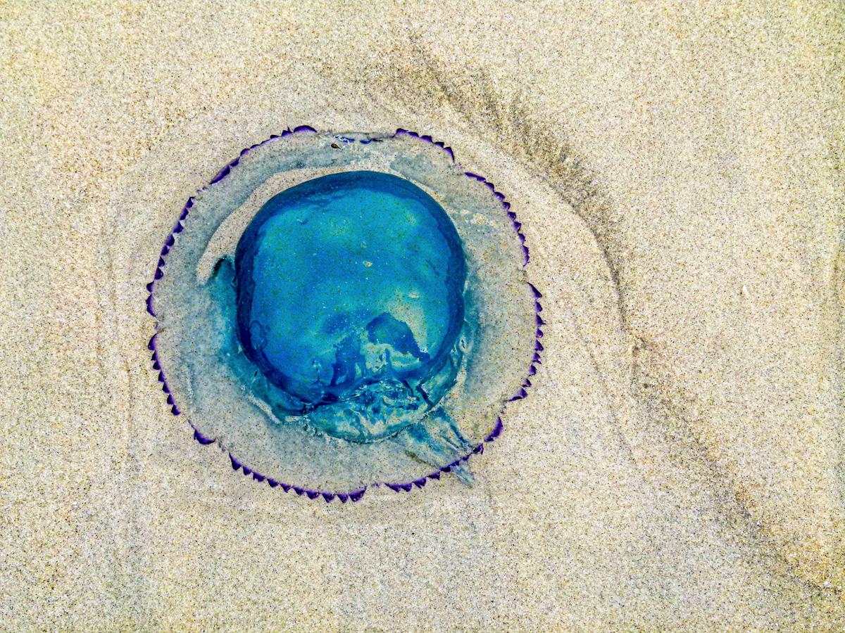 Philippe Tschambser - Transparence sur la plage