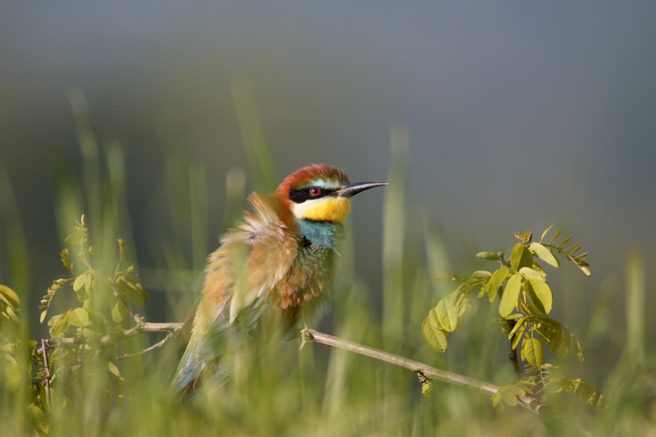 Jean- Claude Vigreux - Guépiers