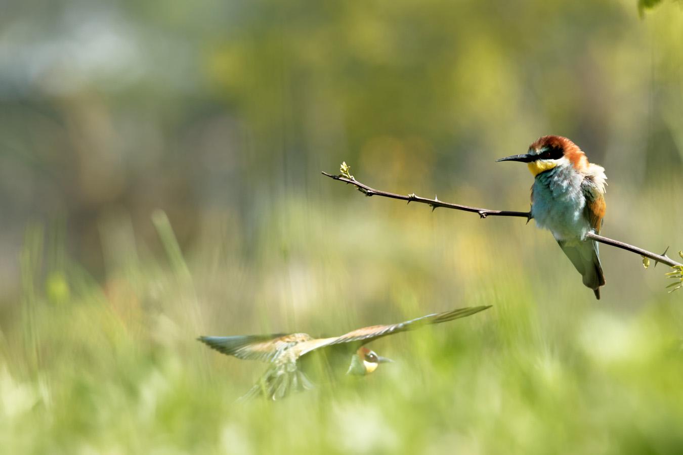 Jean- Claude Vigreux - Guépiers