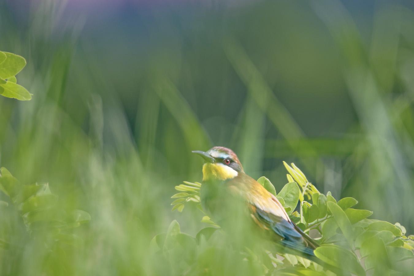 Jean- Claude Vigreux - Guépiers
