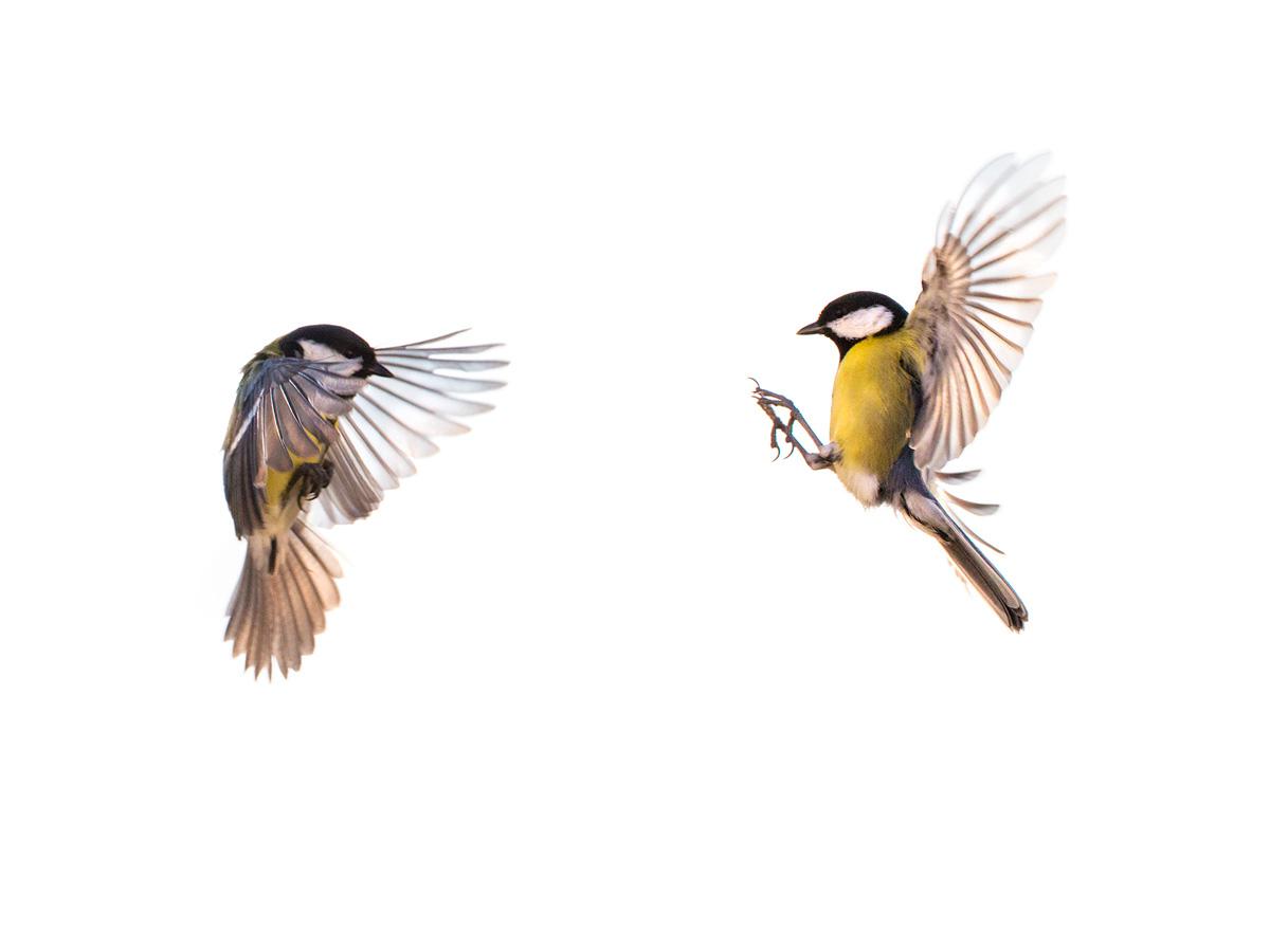 Jean-Marie Wolff - Bruissements d'ailes