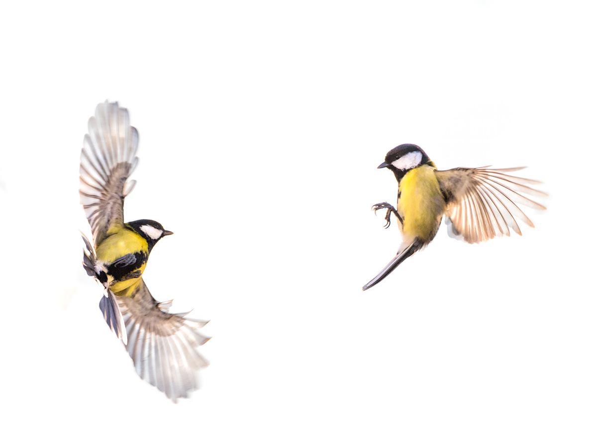 Jean-Marie Wolff - Bruissements d'ailes