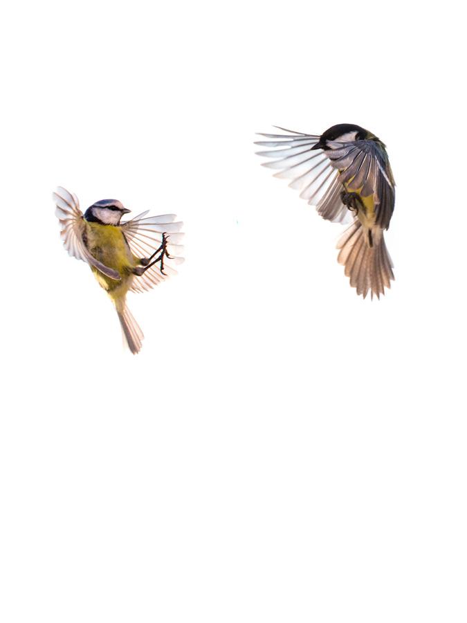 Jean-Marie Wolff - Bruissements d'ailes