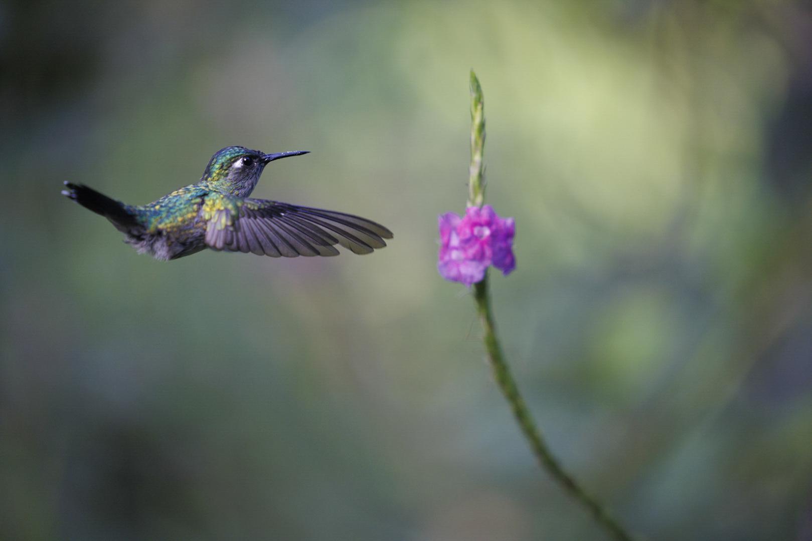 Jean-Pierre Fautres - Colibri