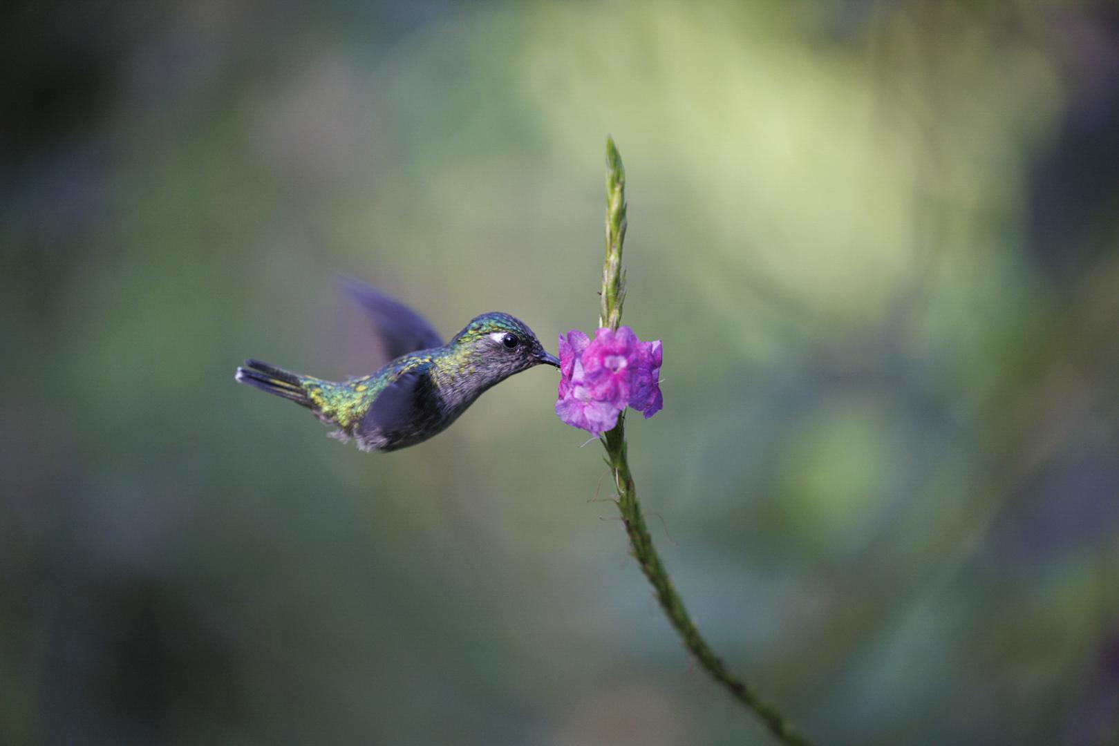 Jean-Pierre Fautres - Colibri