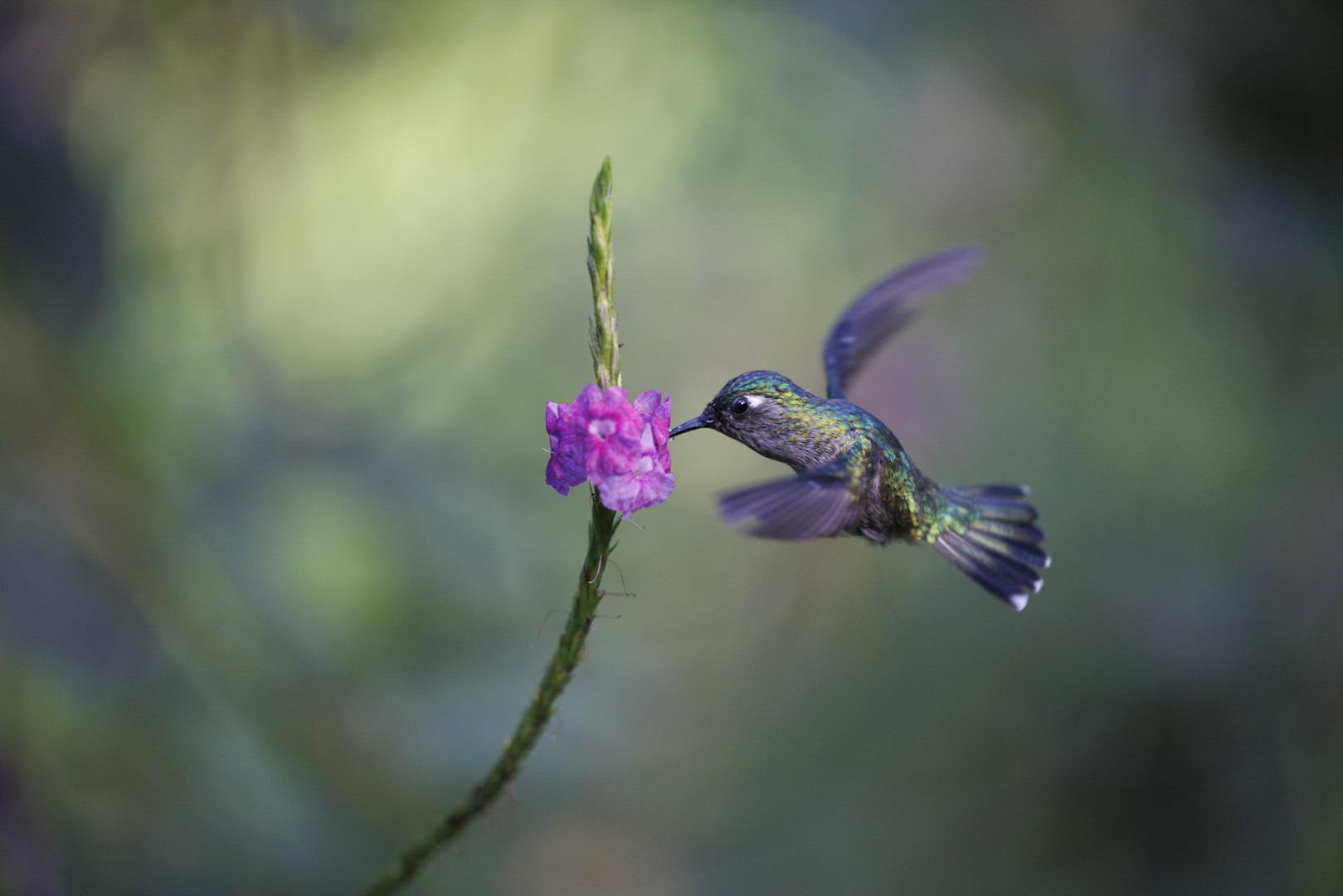 Jean-Pierre Fautres - Colibri