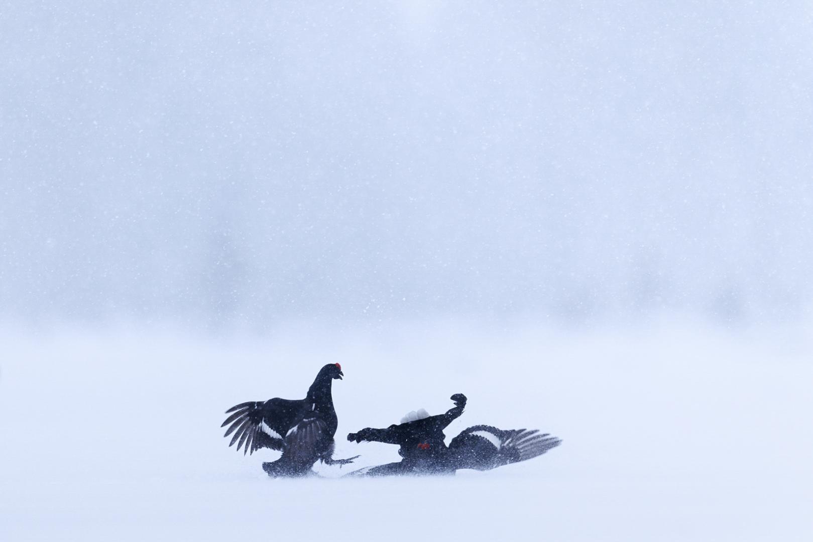 Marie Fautres - Parade des tétras lyre