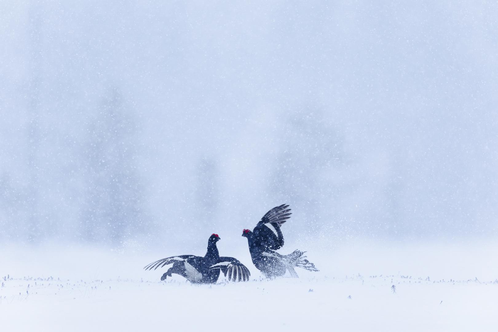 Marie Fautres - Parade des tétras lyre