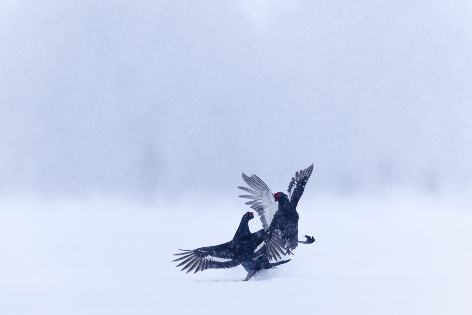 Marie Fautres - Parade des tétras lyre