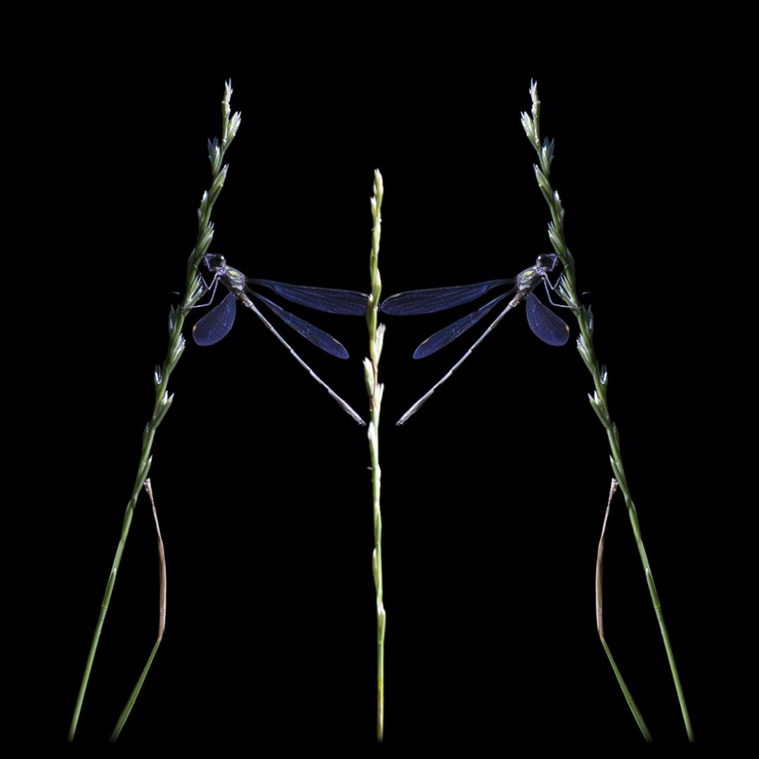 Eric Fontaine - Graphisme Libellules