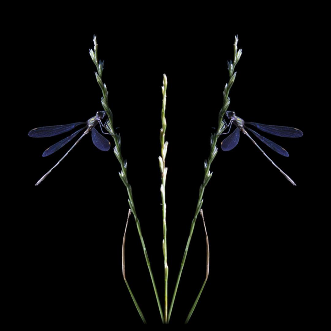 Eric Fontaine - Graphisme Libellules