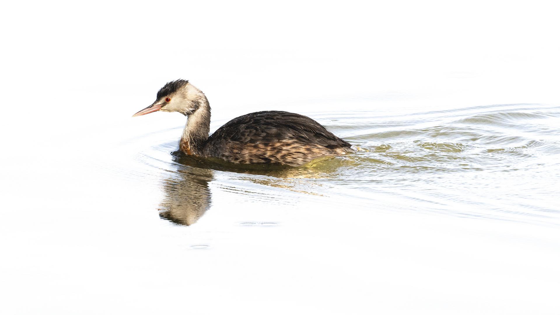 Gérard Guillaume - Tryptique volant - 1