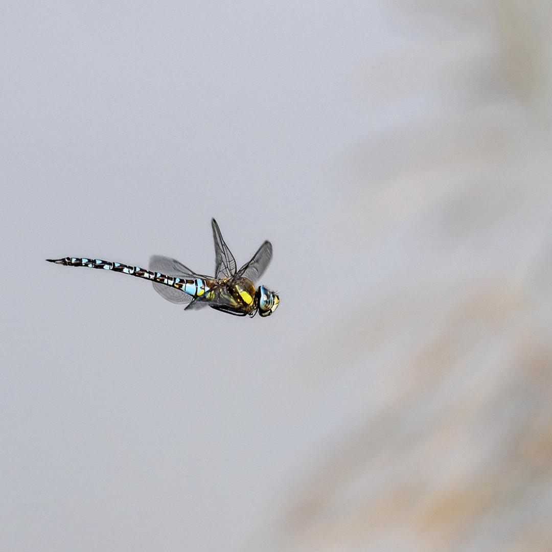 Gérard Guillaume - Tryptique volant - 2
