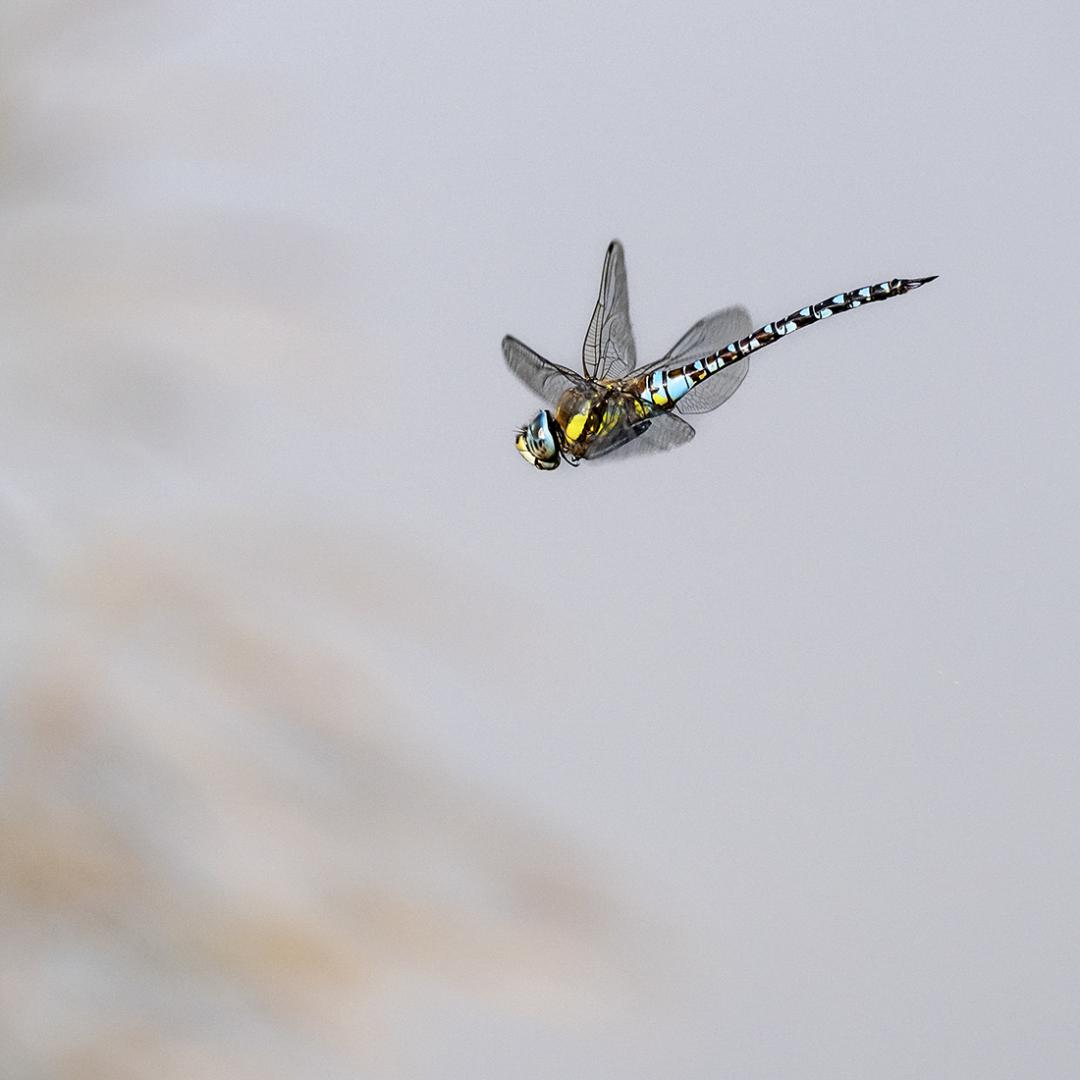 Gérard Guillaume - Tryptique volant - 2