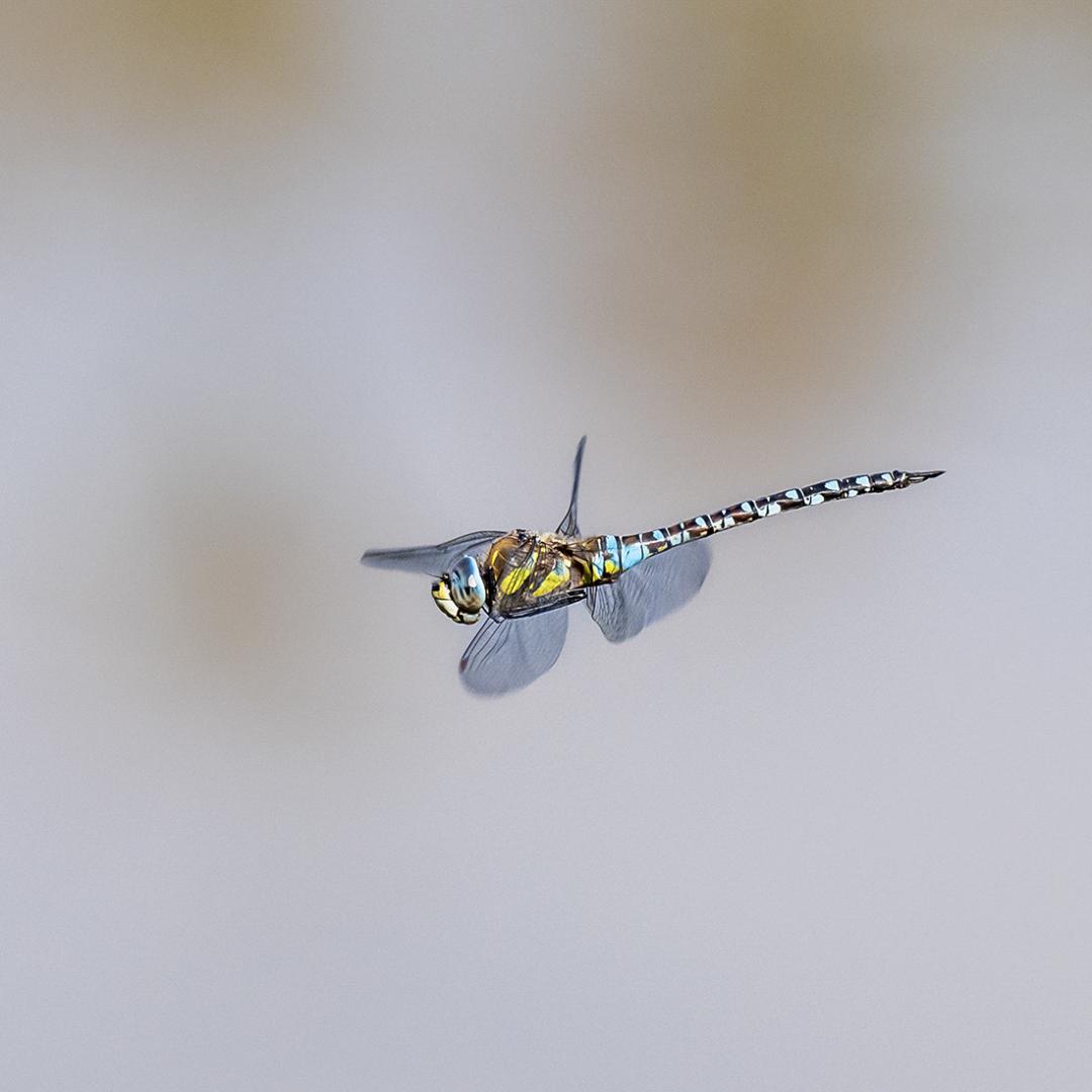 Gérard Guillaume - Tryptique volant - 2