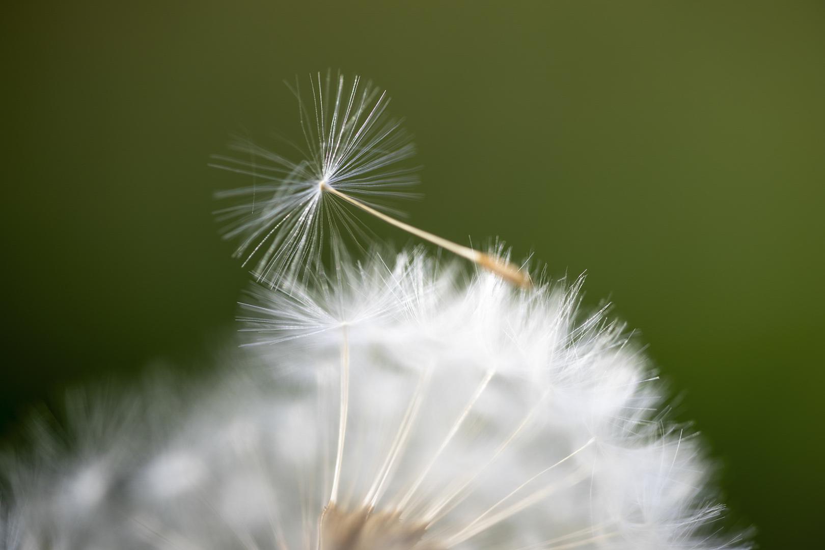 Luc Guillaumet - Avant l'envol