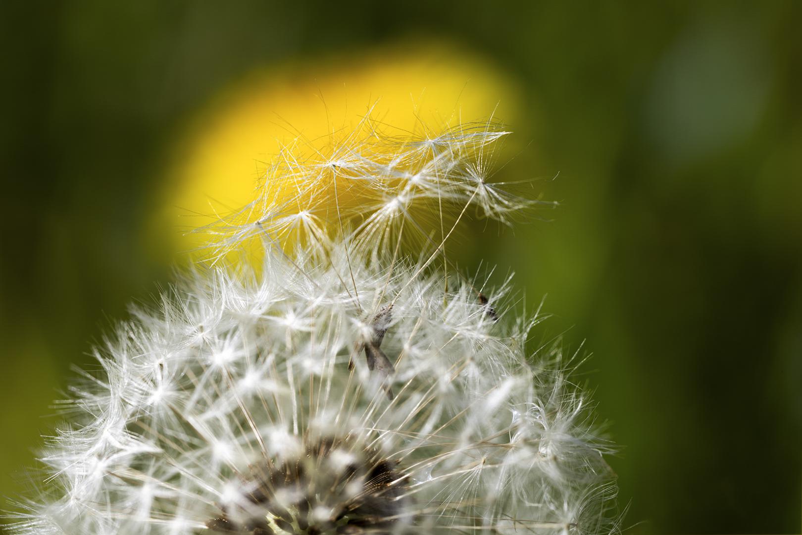 Luc Guillaumet - Avant l'envol