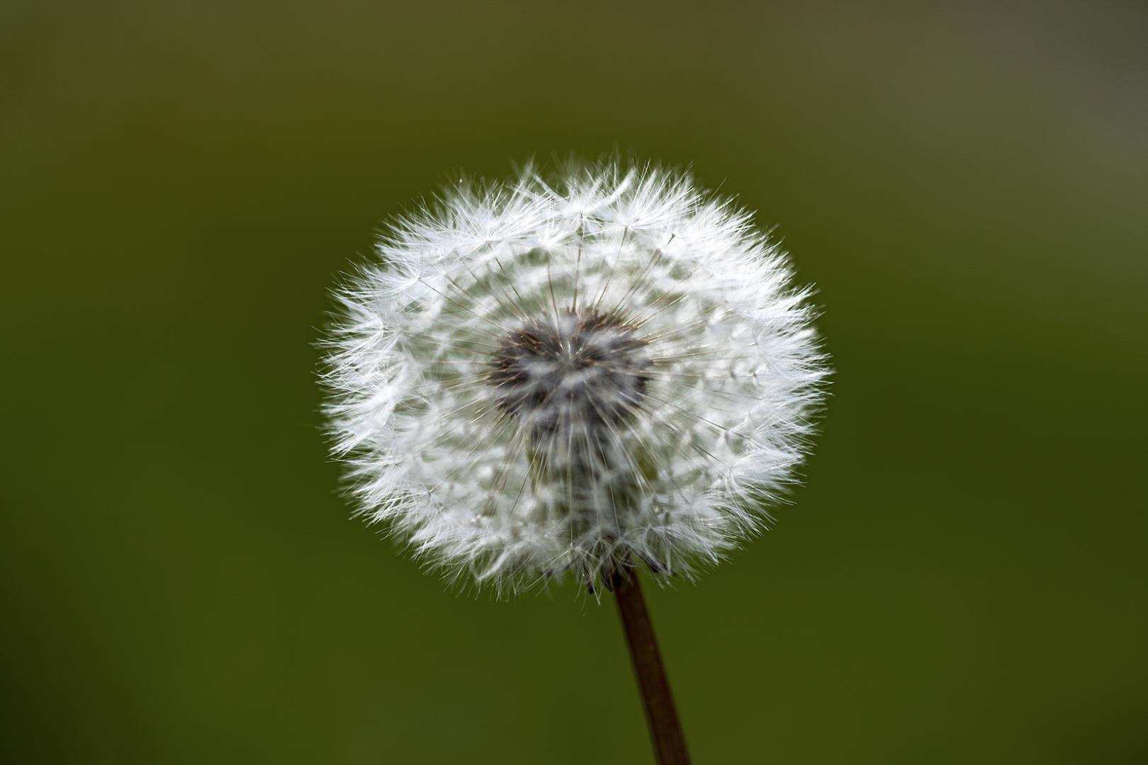 Luc Guillaumet - Avant l'envol