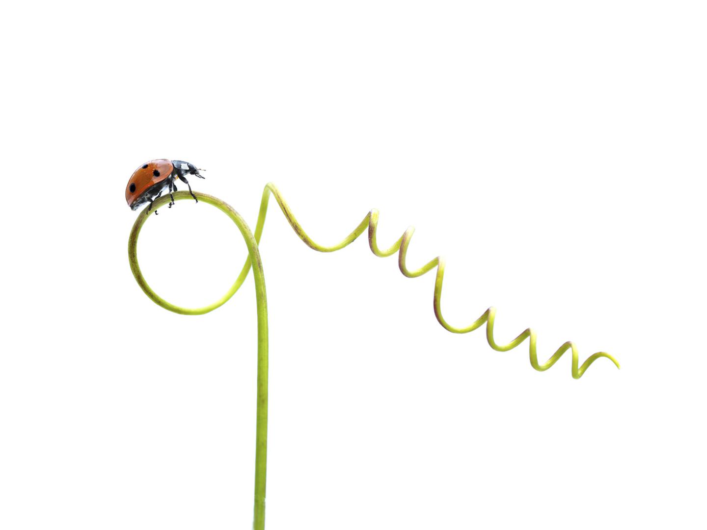 Patrice Guyot - Vrille végétale