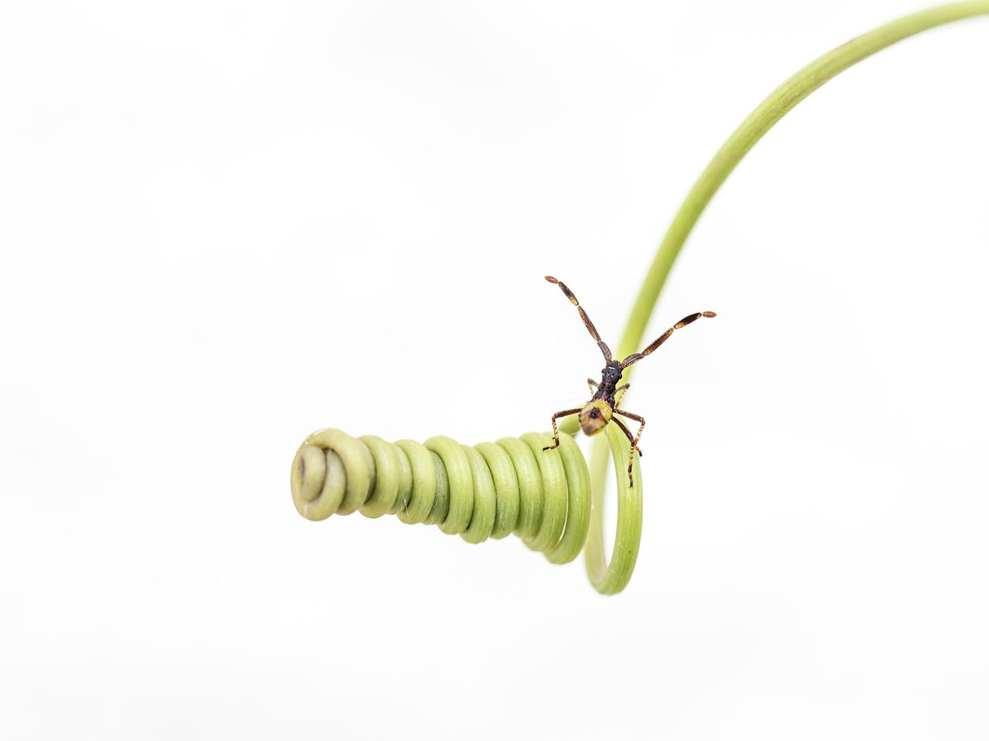 Patrice Guyot - Vrille végétale