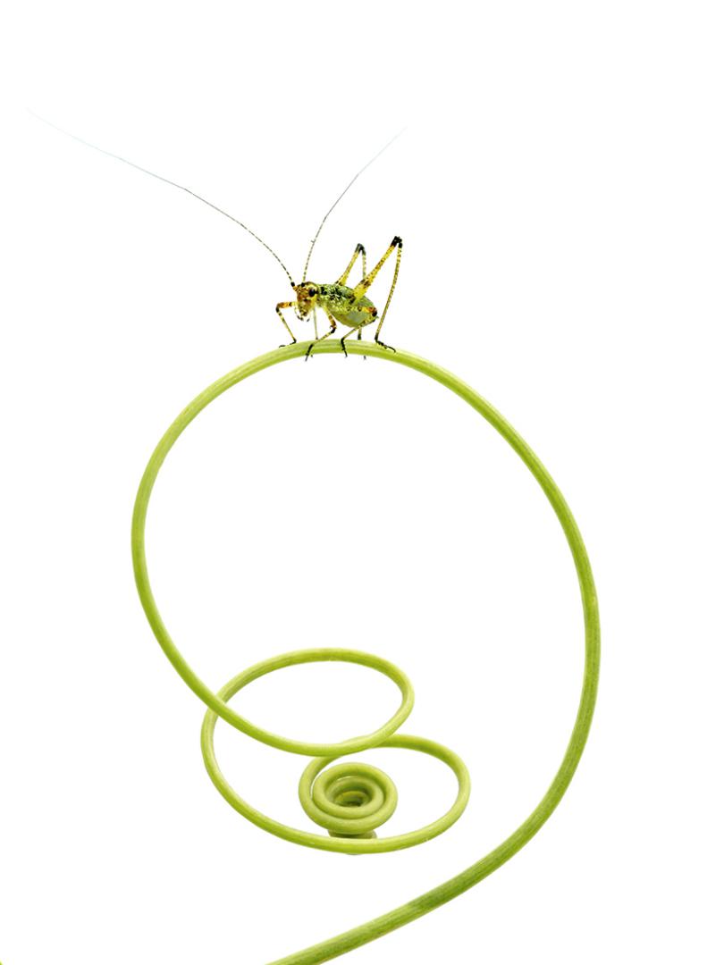 Patrice Guyot - Vrille végétale