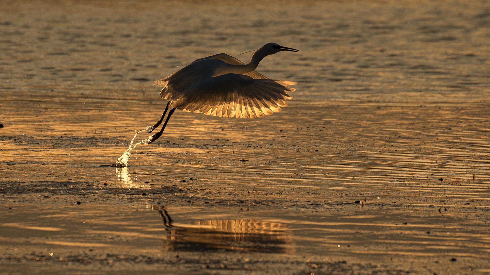 Patrick Helfer - Envol