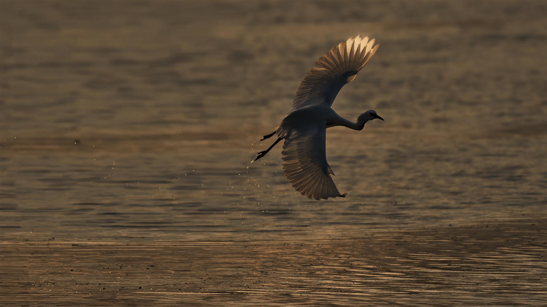 Patrick Helfer - Envol