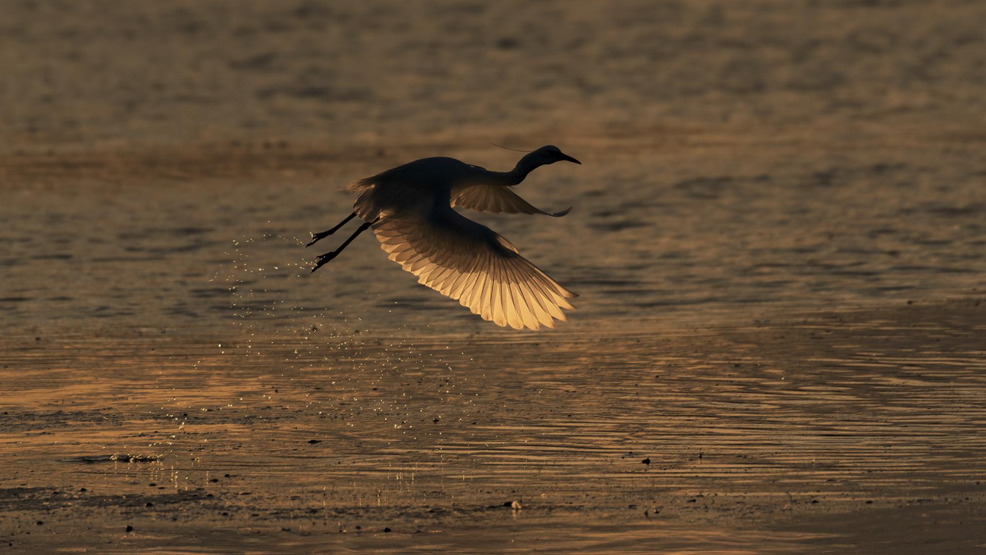 Patrick Helfer - Envol