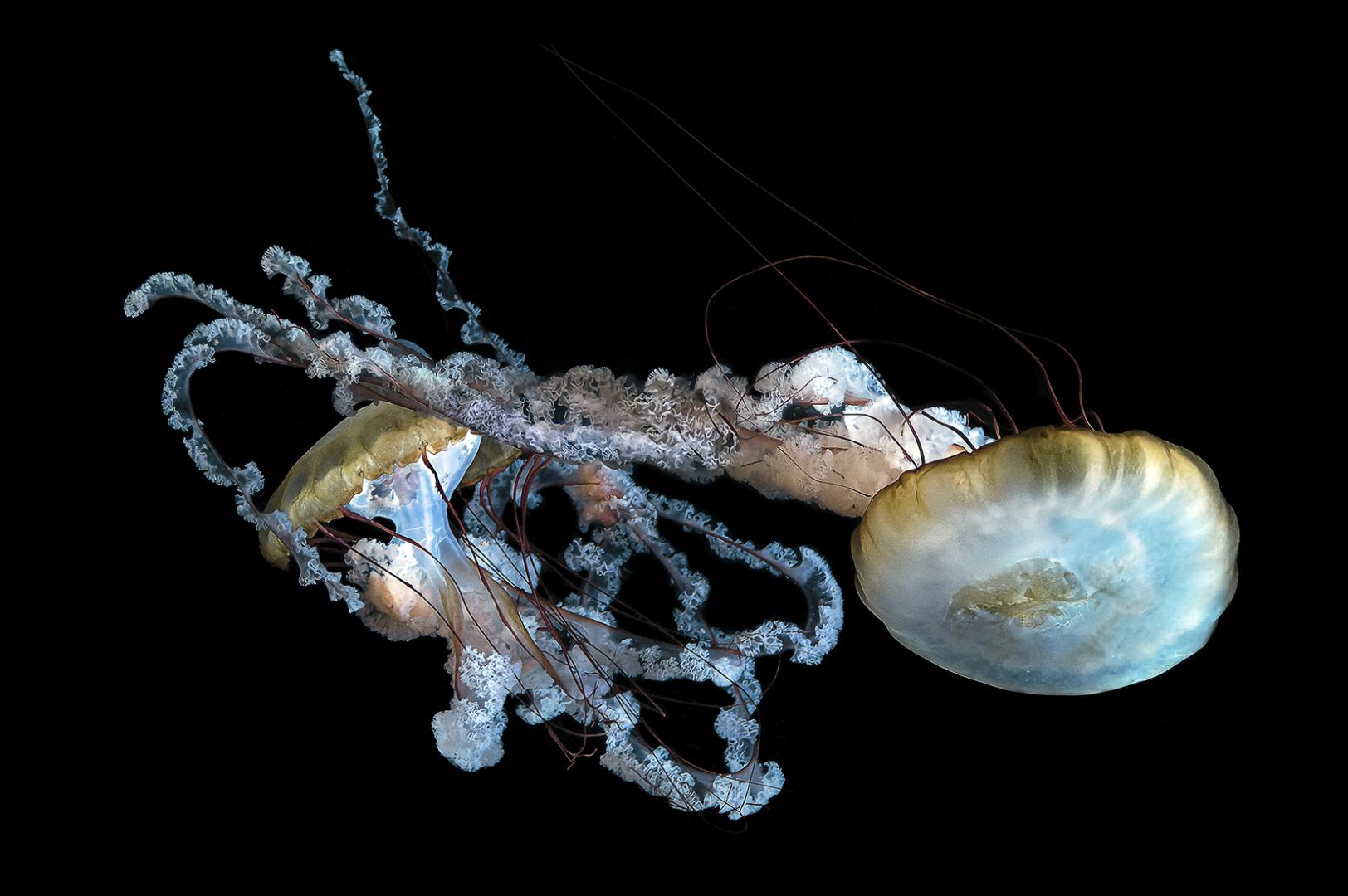 Anne-Marie Histe - Méduse colorée