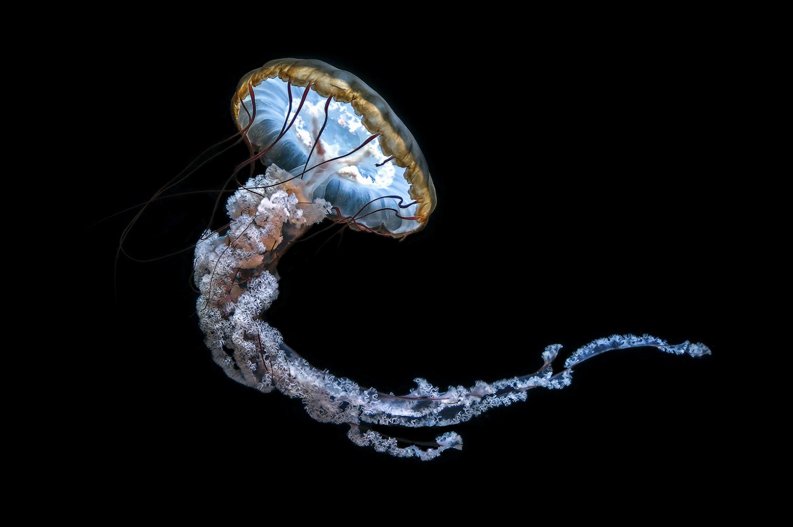 Anne-Marie Histe - Méduse colorée