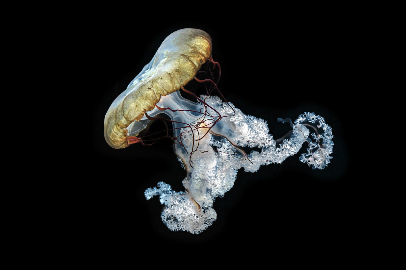 Anne-Marie Histe - Méduse colorée