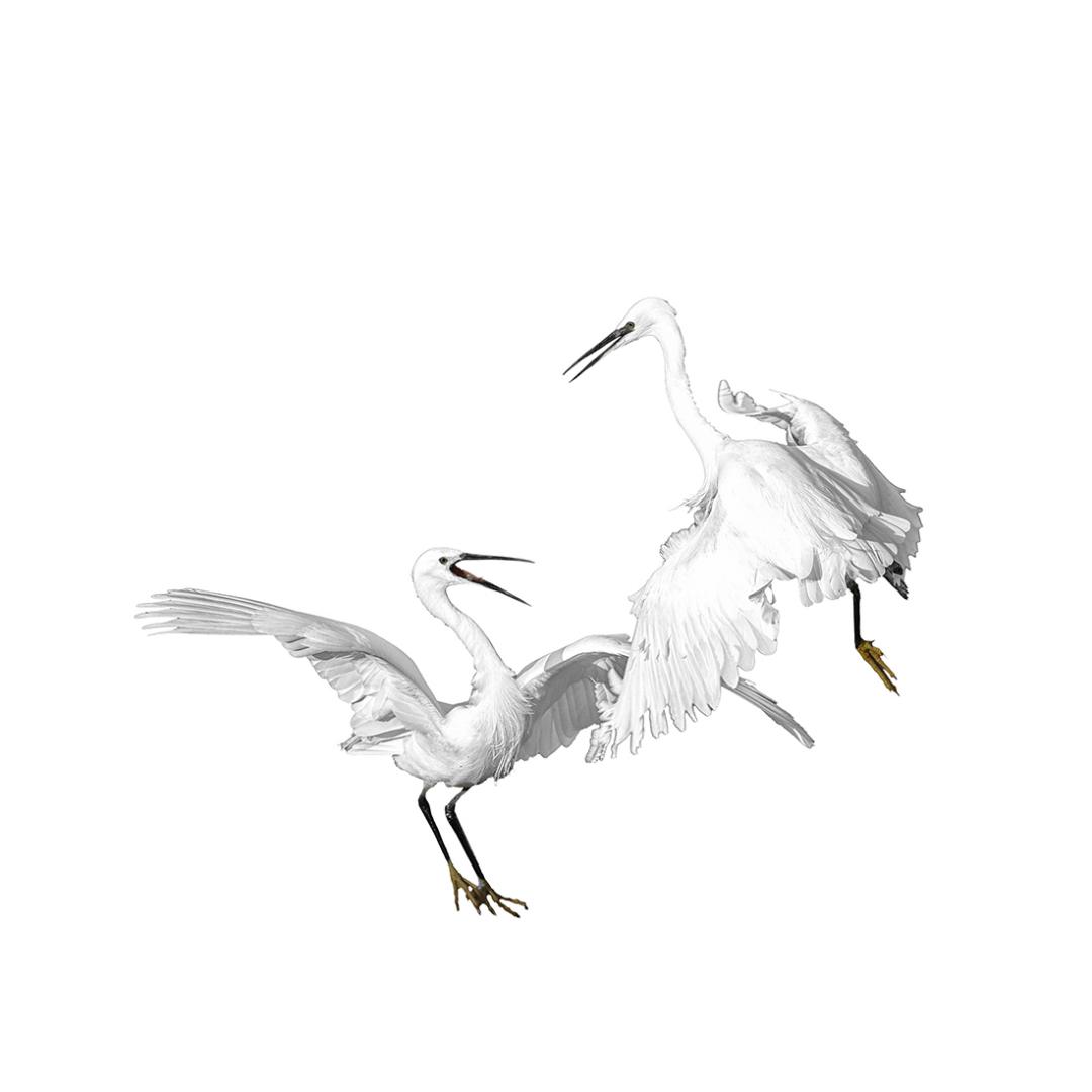 Christian Pachnicki - Aigrettes