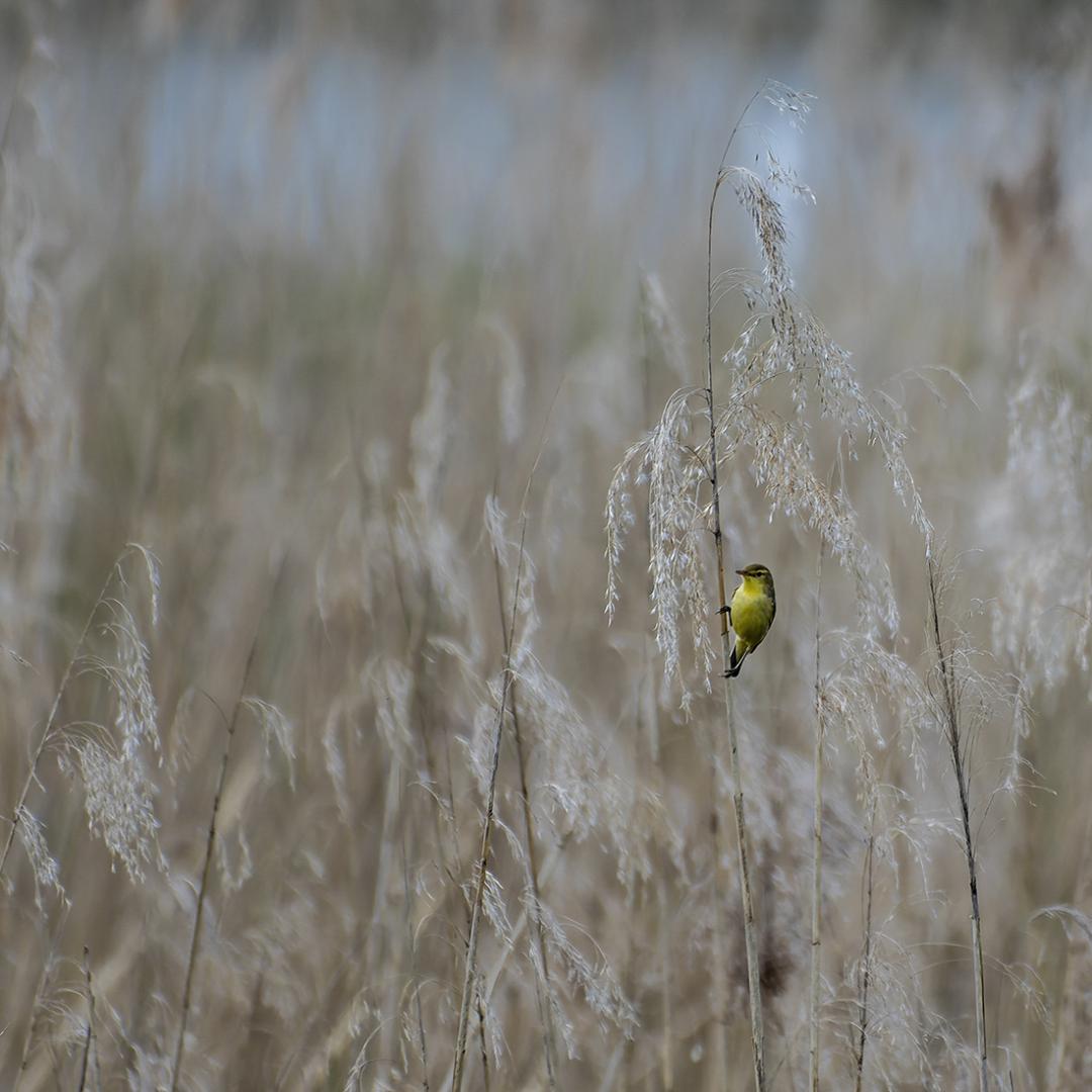 Patrick Picard - Dans les roseaux