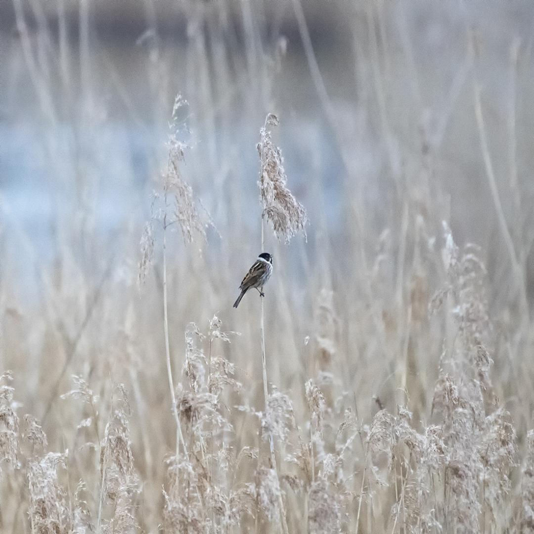 Patrick Picard - Dans les roseaux