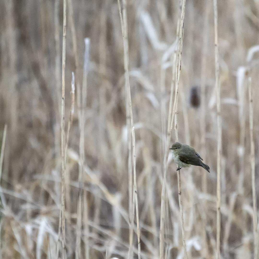 Patrick Picard - Dans les roseaux