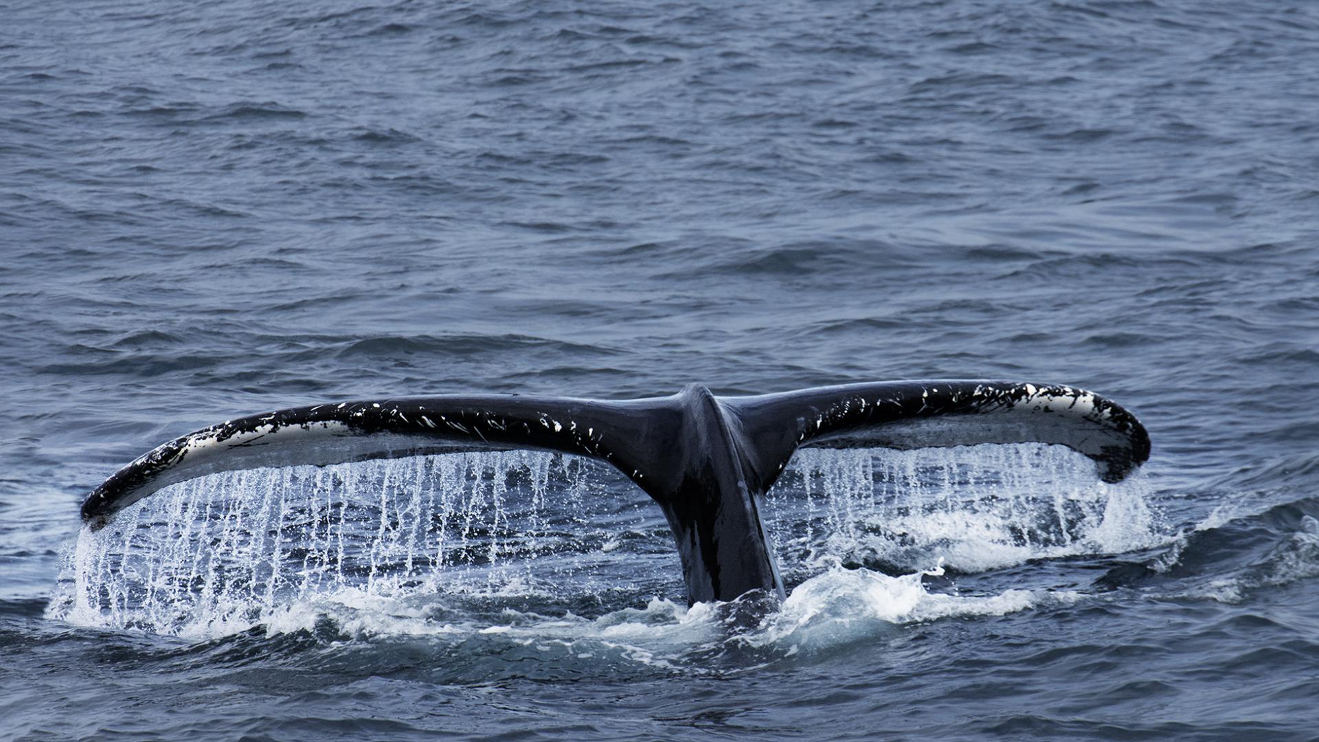 Marie-Ange Vasseur - Belle rencontre