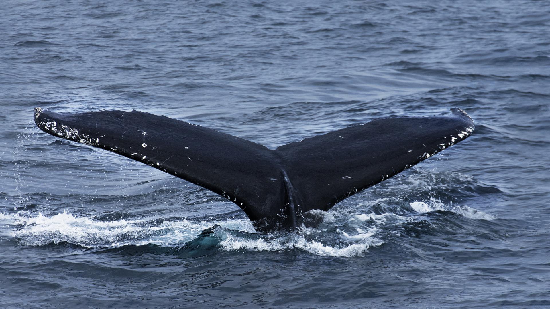 Marie-Ange Vasseur - Belle rencontre