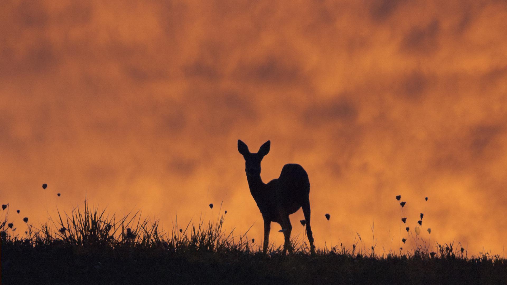Jean-Claude Vigreux - Ombres chinoises