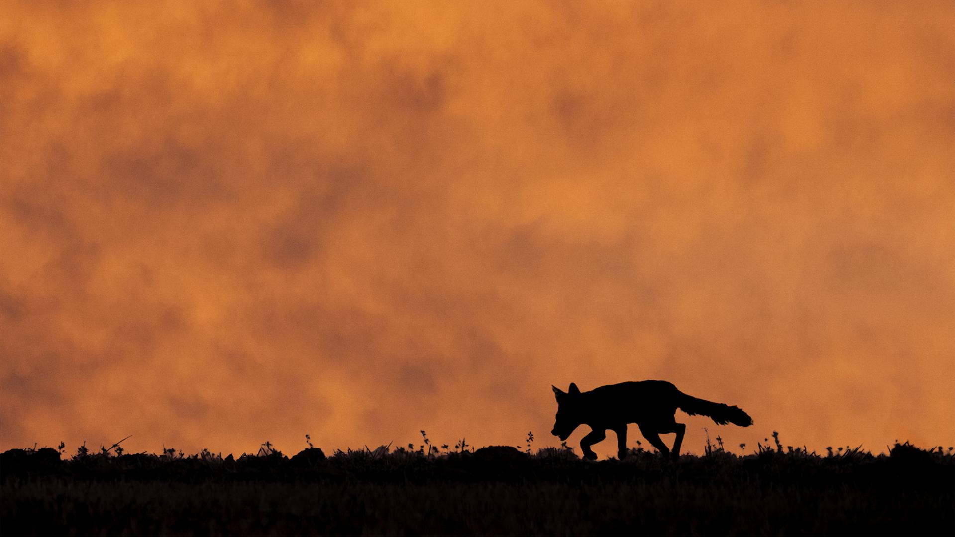 Jean-Claude Vigreux - Ombres chinoises