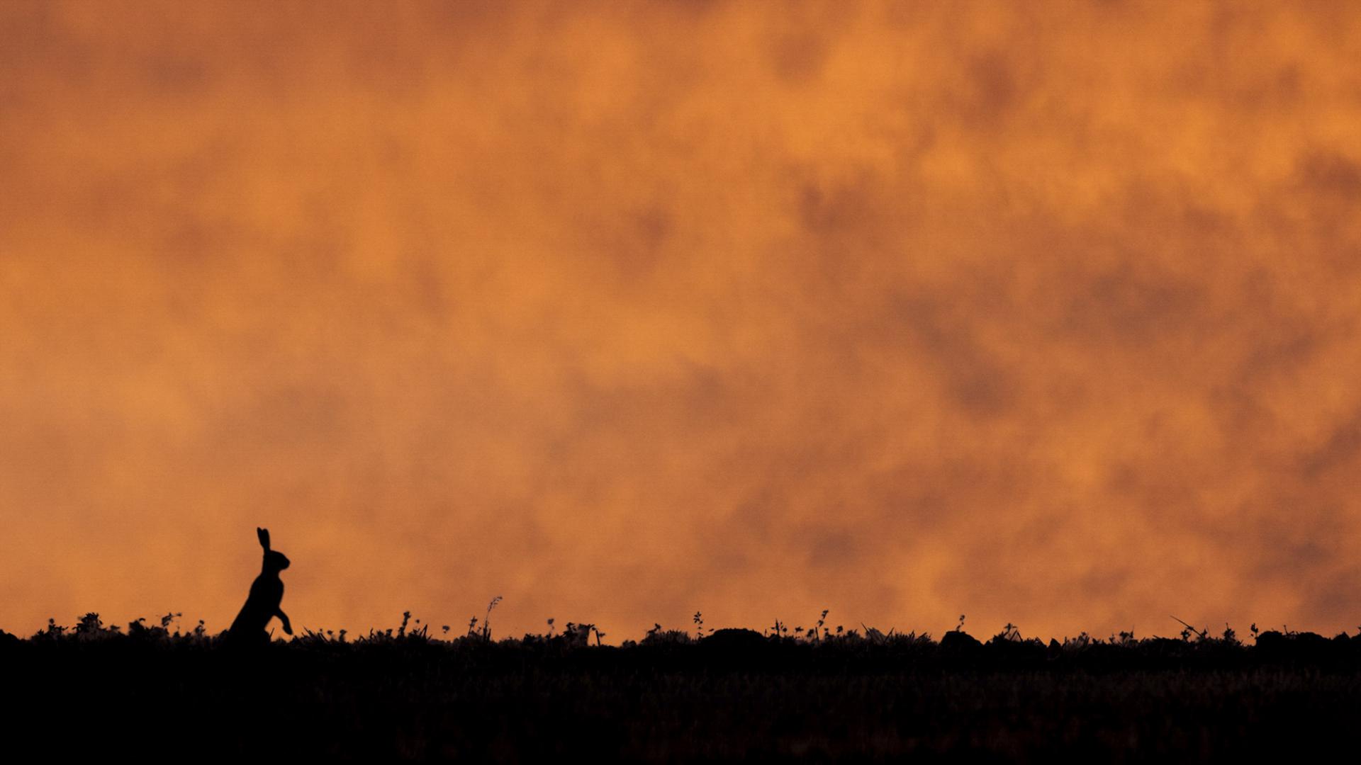 Jean-Claude Vigreux - Ombres chinoises