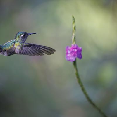 Jean-Pierre Fautres - Colibri