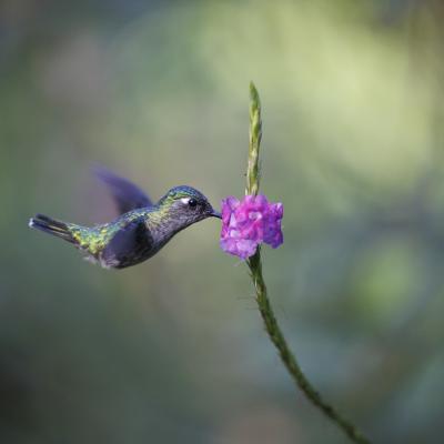 Jean-Pierre Fautres - Colibri