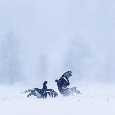 Marie Fautres - Parade des tétras lyre