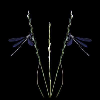 Eric Fontaine - Graphisme Libellules