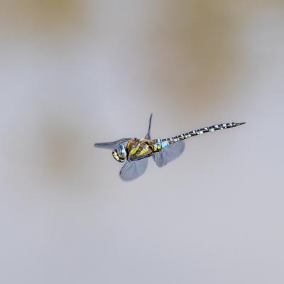 Gérard Guillaume - Tryptique volant - 2